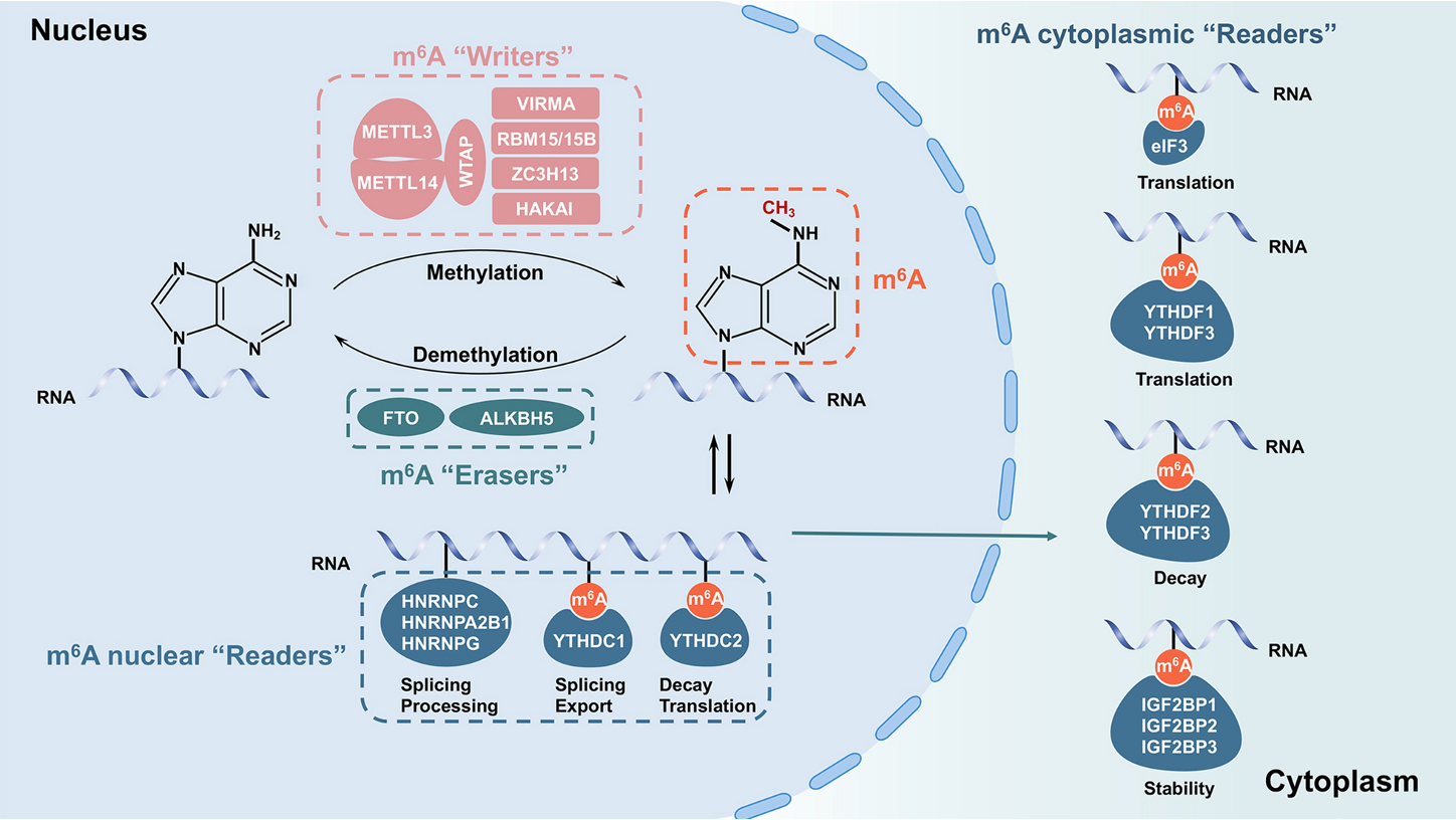 RNA Methylation | Hadden Research Lab | University of Connecticut
